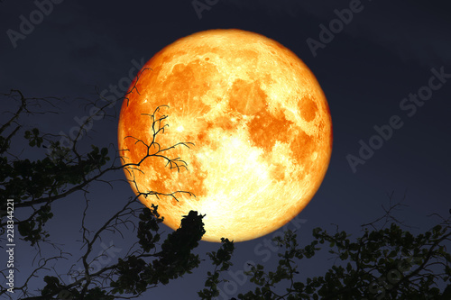 super full blood moon floats in dark night sky above the silhouette branch dry tree