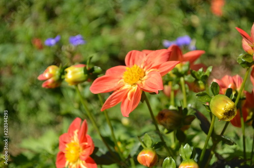 Fototapeta Naklejka Na Ścianę i Meble -  Flower in Garden