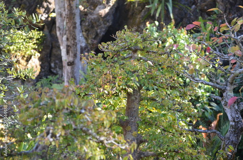 Fototapeta Naklejka Na Ścianę i Meble -  Tree in Garden