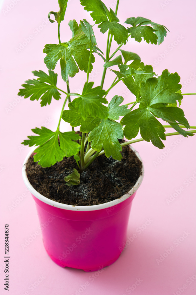 Pots with parsley isolated on pink background Pots with parsley isolated on pink background