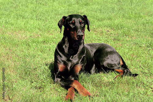Relaxing Dobermann laying on grass with her paws crossed, looking slightly to the right.