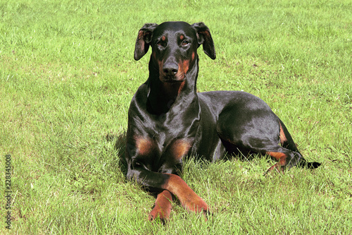 Dobermann with crossed paws laying on lawn and looking slightly to the left
