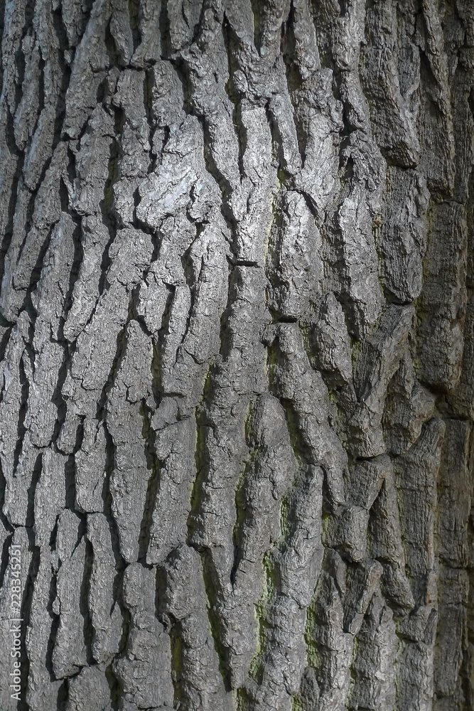 Texture of old oak bark close up Texture of old oak bark close up