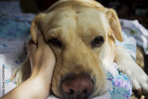 A yellow labrador is lying in bed and resting at home.