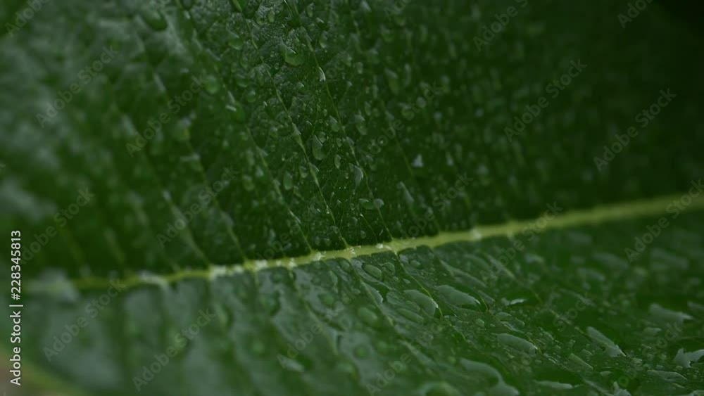 natural water on green leaf, close-up scene natural water on green leaf, close-up scene