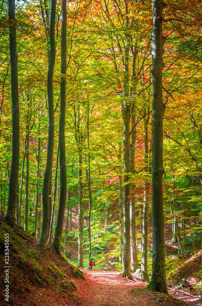 Autumn in Cozia, Carpathian Mountains, Romania. Vivid fall colours in forest. Scenery of nature with sunlight through branches of trees. Colorful Autumn Leaves. Green, yellow, orange, red.