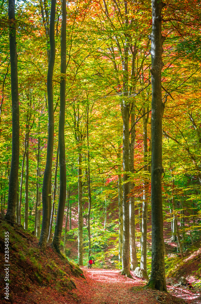 Obraz premium Autumn in Cozia, Carpathian Mountains, Romania. Vivid fall colours in forest. Scenery of nature with sunlight through branches of trees. Colorful Autumn Leaves. Green, yellow, orange, red.