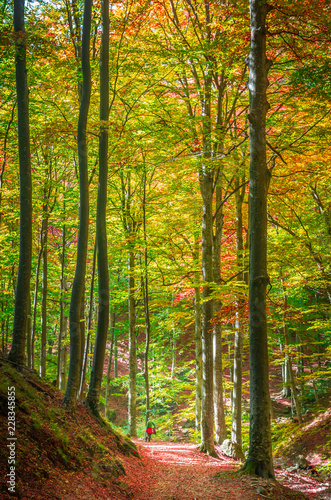 Autumn in Cozia, Carpathian Mountains, Romania. Vivid fall colours in forest. Scenery of nature with sunlight through branches of trees. Colorful Autumn Leaves. Green, yellow, orange, red.