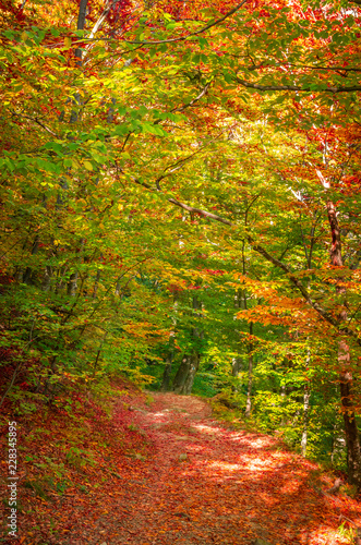 Autumn in Cozia, Carpathian Mountains, Romania. Vivid fall colours in forest. Scenery of nature with sunlight through branches of trees. Colorful Autumn Leaves. Green, yellow, orange, red.