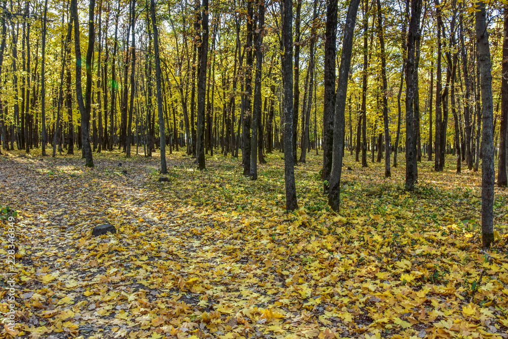 Obraz premium road in the forest