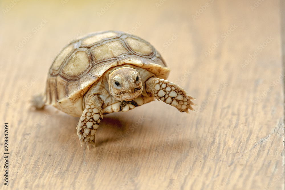 Obraz premium tortoises