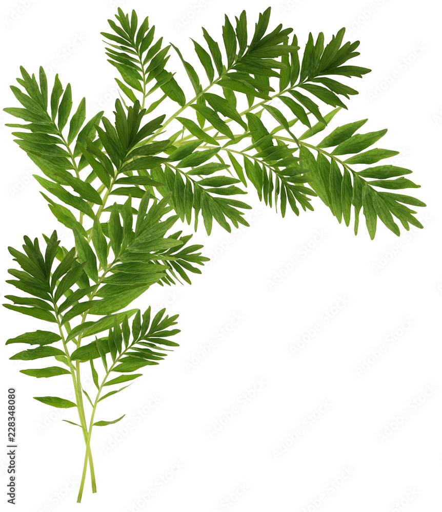 Decorative green branch Decorative green branch