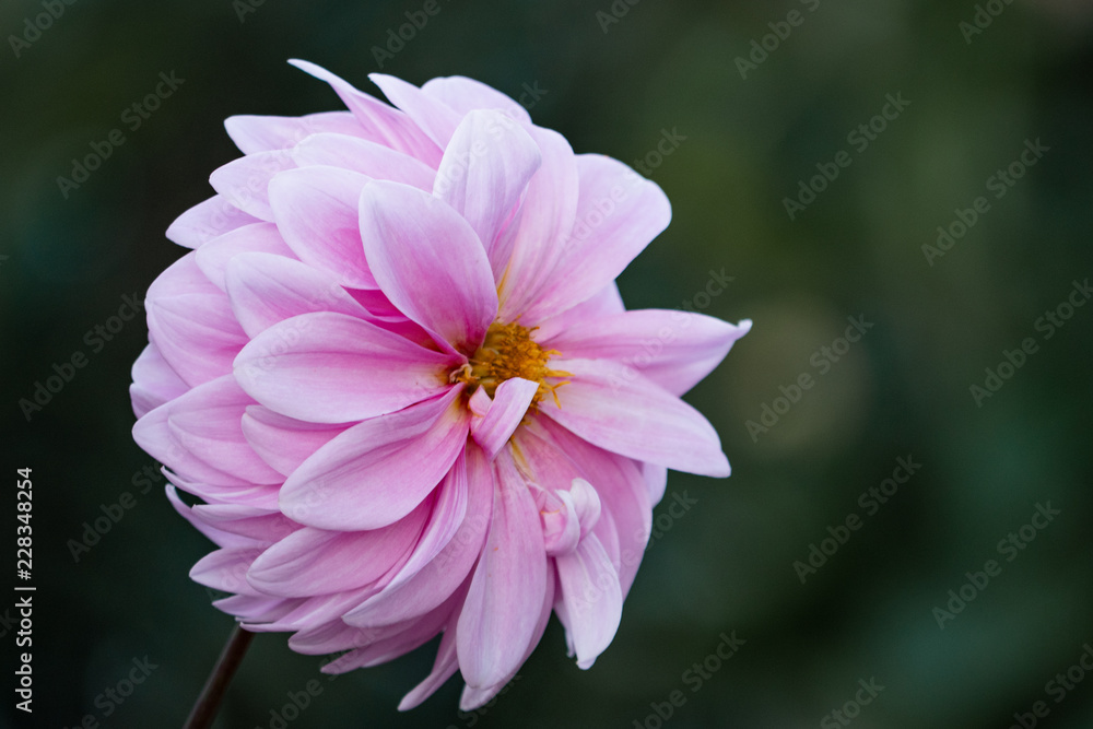 Obraz premium schönheit