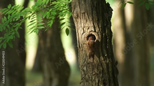 the bird feeds its chicks