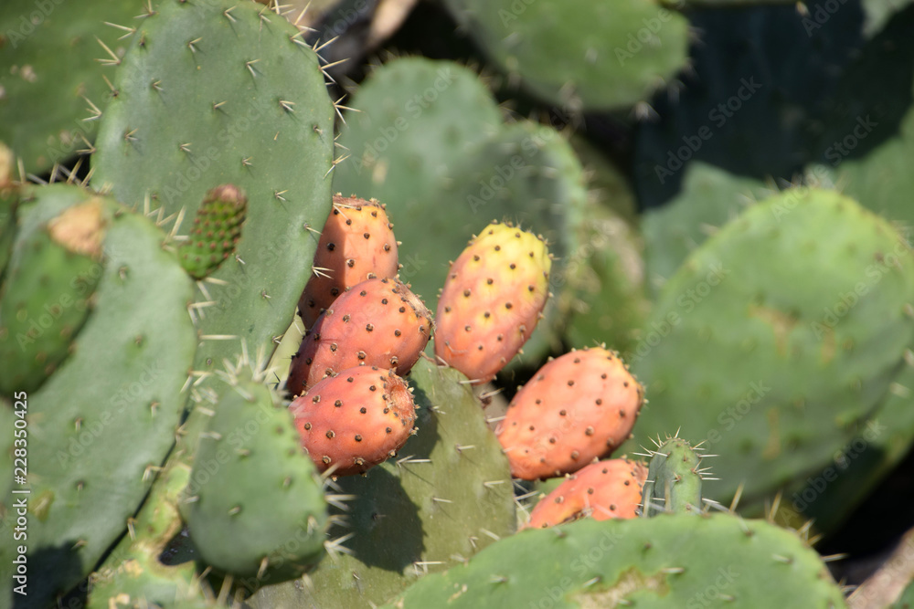 in the focus ripe prickly pears of cactus plant, exotic impressions in sardinia with Prickly pear cactus fruits and leaf in the focus ripe prickly pears of cactus plant, exotic impressions in sardinia with Prickly pear cactus fruits and leaf