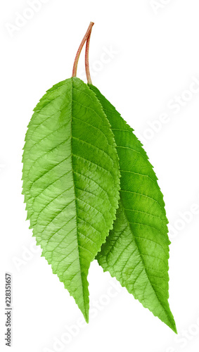 Green Cherry leaf isolated
