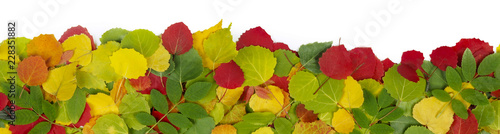 banner of leaves isolated
