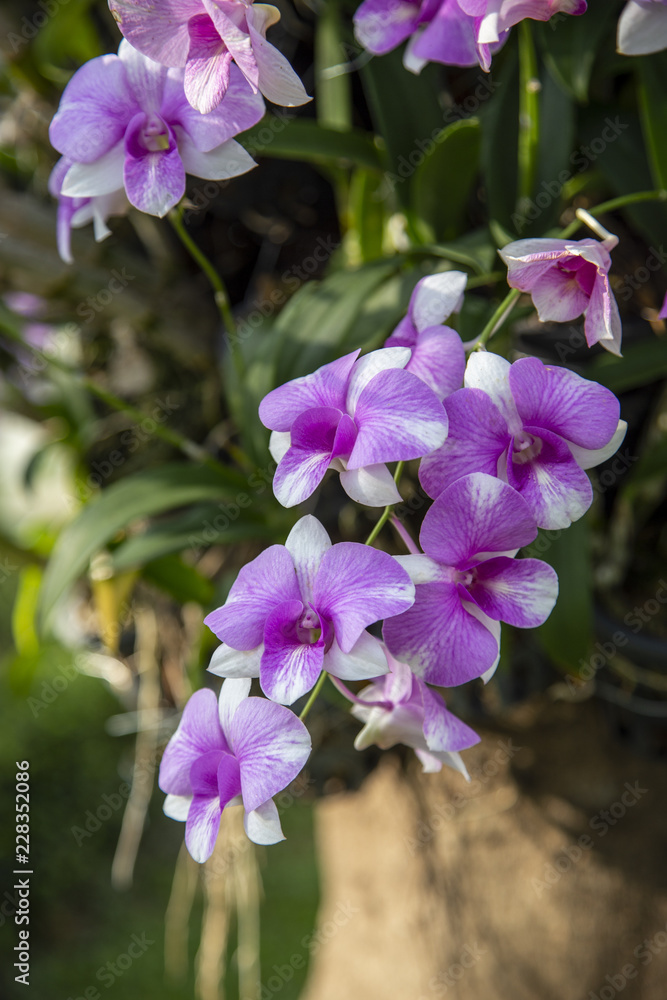 Obraz premium Close-up purple orchid