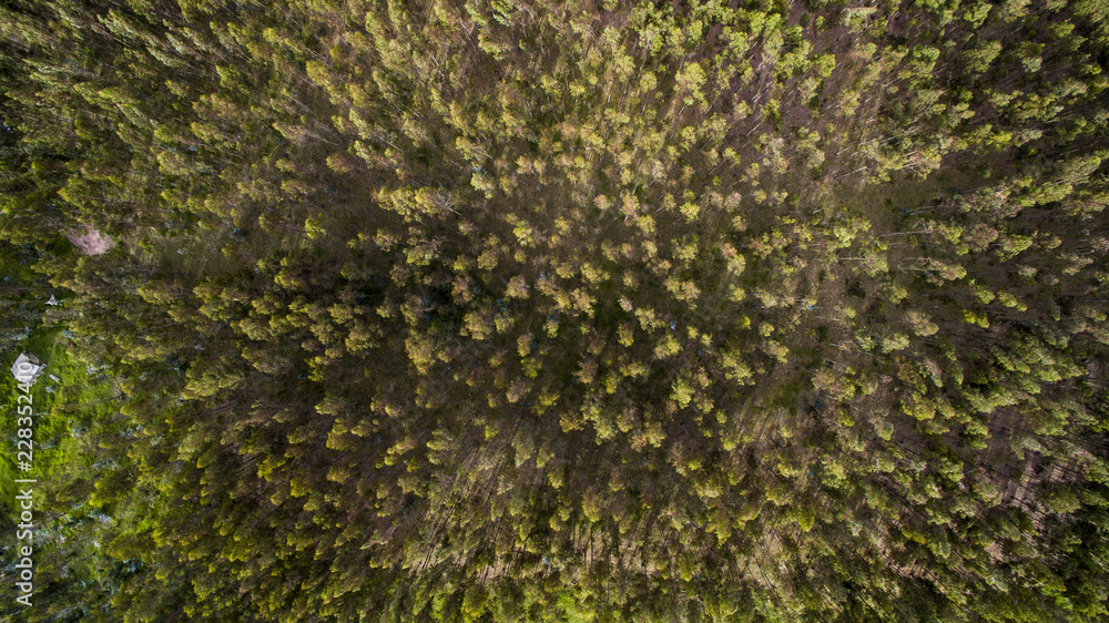 Paisaje aéreo arboles Paisaje aéreo arboles