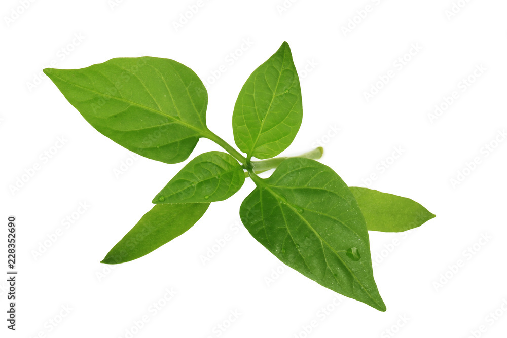 fresh leaves of green branch of chili pepper isolated on white background