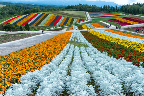 Shikisai-no-oka Farm beautiful flowers farm colorful hill at Biei, Hokkaido, Japan photo