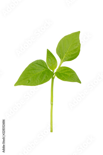 fresh leaves of green branch of chili pepper isolated on white background
