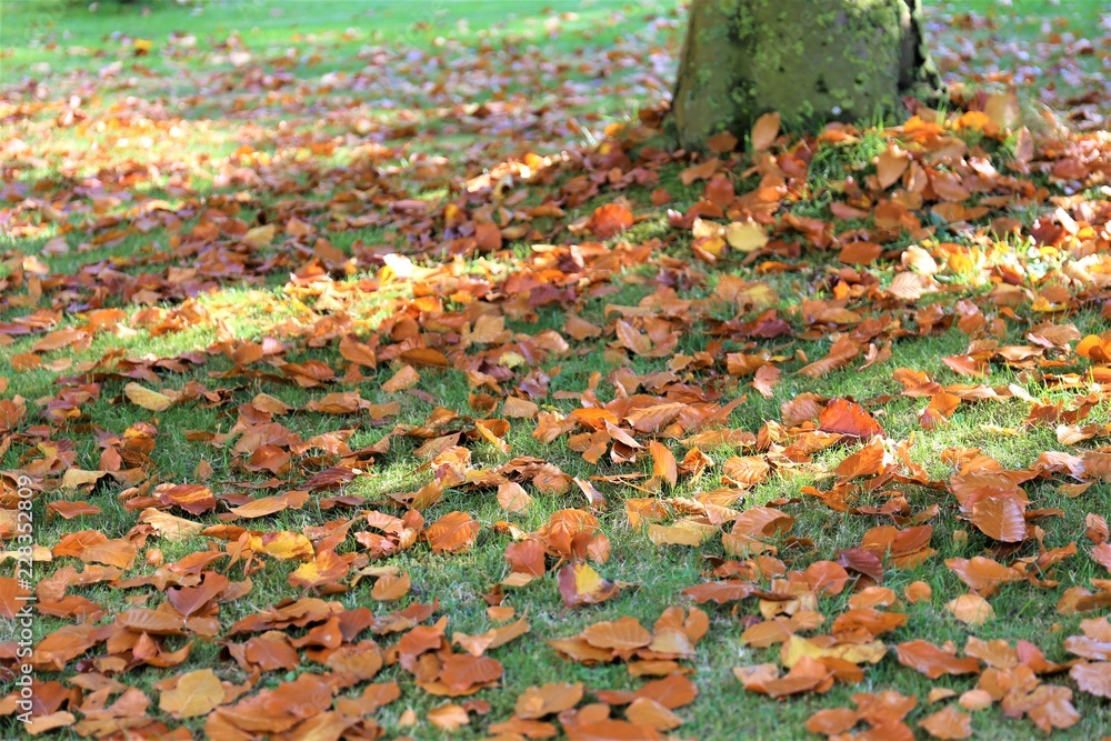 An image of a autumn leaves An image of a autumn leaves