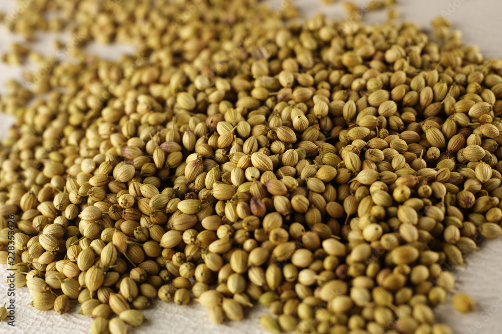CORIANDER / CILANTRO SEEDS CORIANDER / CILANTRO SEEDS