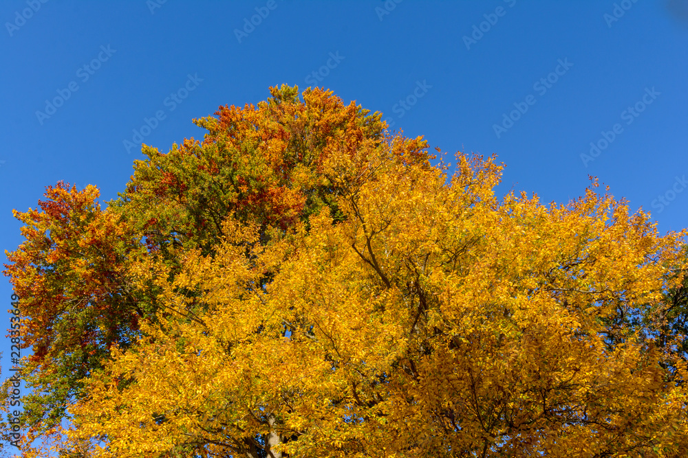 Buchen im Herbst vor blauem Himmel