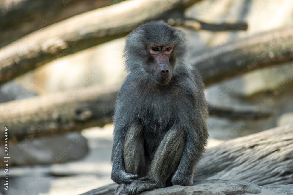 Fototapeta premium Portrait of monkey sitting alone on the tree