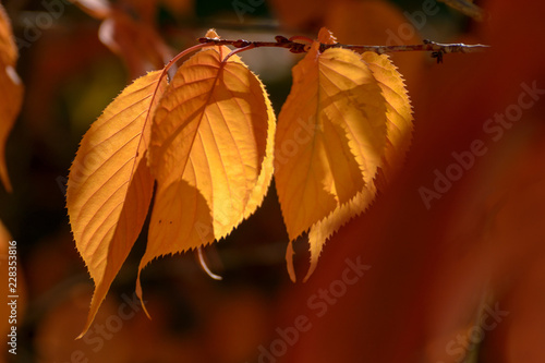 Blätter der japansichen Zierkirsche im Herbst photo