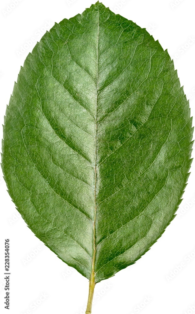 Obraz premium Rose Leaf - Isolated