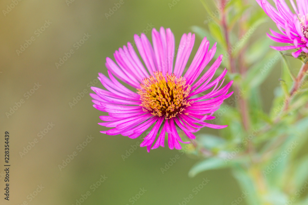 Violette Glattblatt-Aster (Aster novi-belgii) im Herbst. Violette Glattblatt-Aster (Aster novi-belgii) im Herbst.