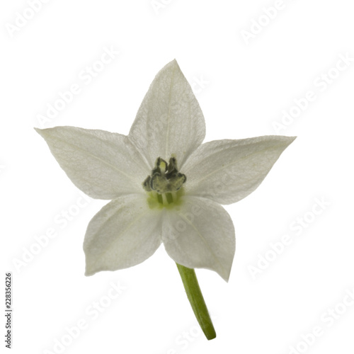 white flower of red chili pepper isolated on white background