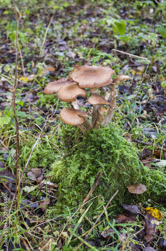 Place where mushrooms grow