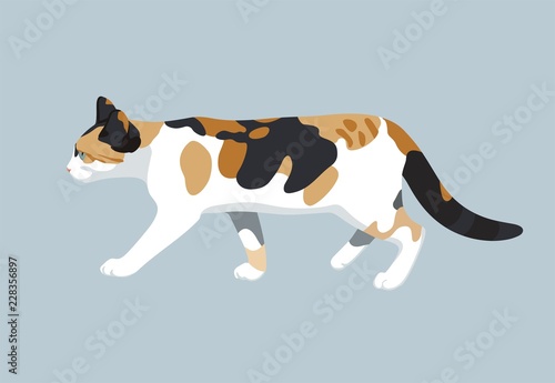 Cat vector illustration of  colorful walking domestic kitty flat design