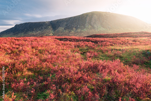 Red flowers in a field with a mountain in the background