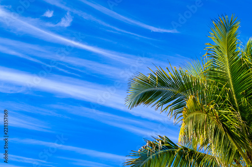 Fototapeta Naklejka Na Ścianę i Meble -  palm tree and blue sky