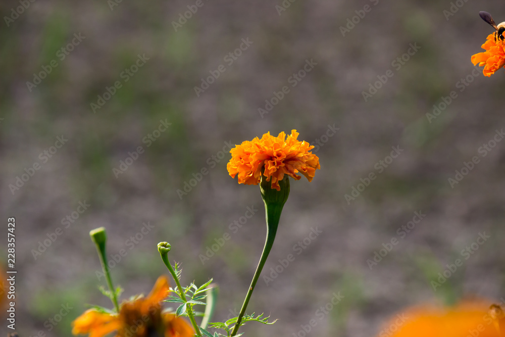 Marigold flower blooming away in the garden on a beautiful day. Marigold flower blooming away in the garden on a beautiful day.