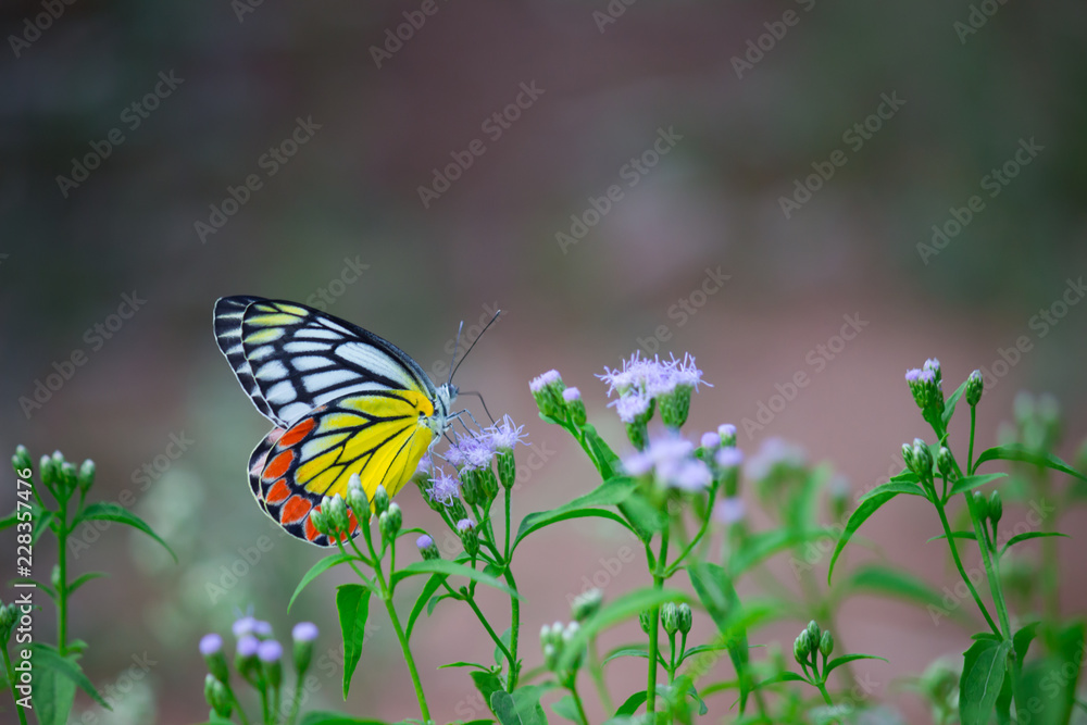 Beautiful Indian Jezebel Butterfly sitting on the flower plant in its natural habitat with a nice soft bluryy green background