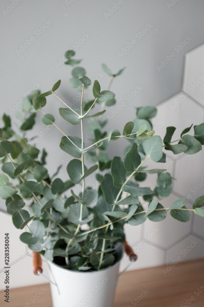 Fototapeta premium Eucalyptus in the home interior