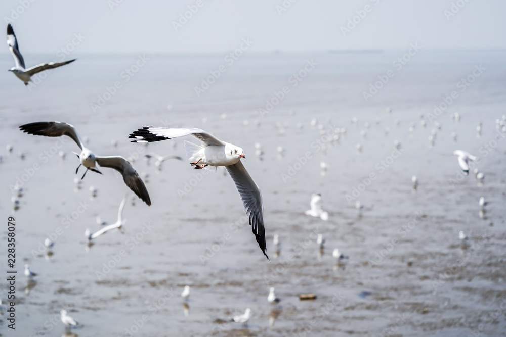 Seagull birds on beach / mangrove forest. Seagull birds on beach / mangrove forest.