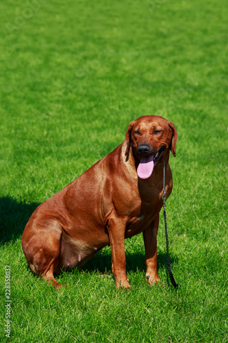 Dog breed Rhodesian Ridgeback