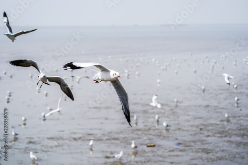 Seagull birds on beach / mangrove forest. © Surachetsh