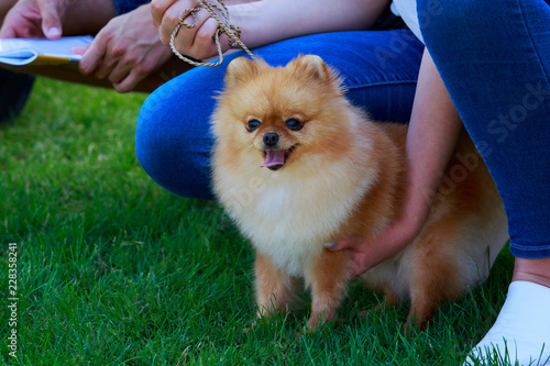 Photos The dog breed pomeranian spitz