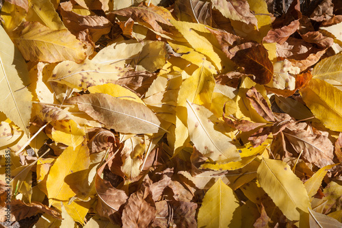 background with autumn colorful leaves