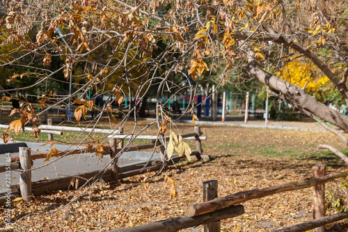Colorful leaves in the autumn in the park