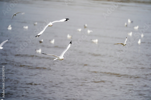 Seagull birds on beach / mangrove forest.