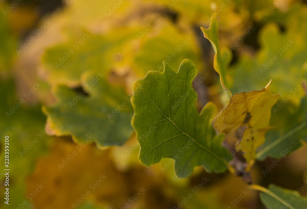 oak leaves in autumn oak leaves in autumn