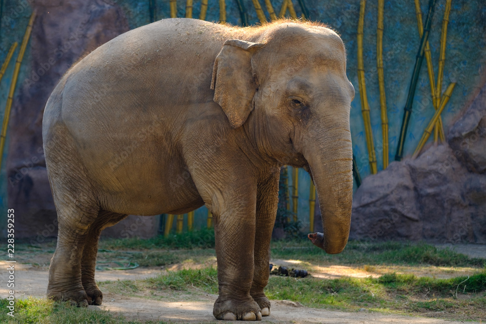 Fototapeta premium Elephant In The Zoo Posing For A Photo